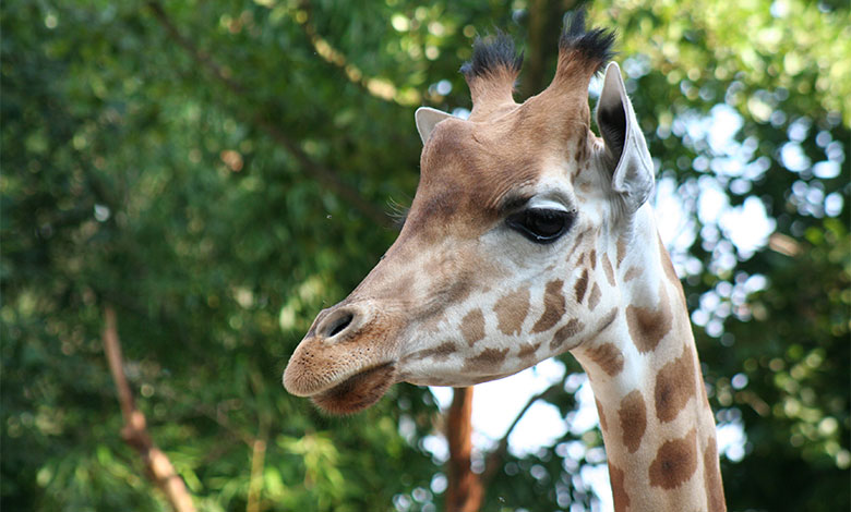 Girafe au Parc animalier et botanique de Branféré, aux alentours du camping l’Hermitage en Bretagne