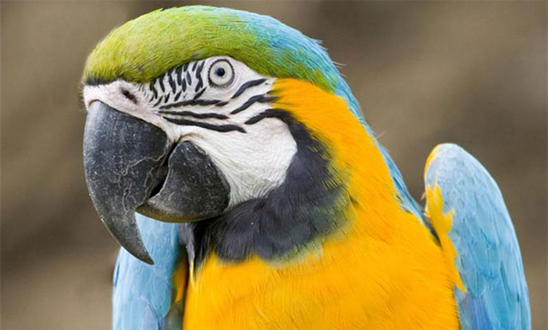 Perroquet au Parc animalier et botanique de Branféré, aux alentours du camping l’Hermitage en Loire-Atlantique